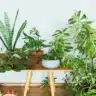 plantas para vasos pequenos