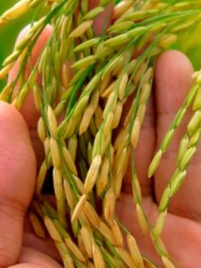 Croaçã caseiro delicioso 