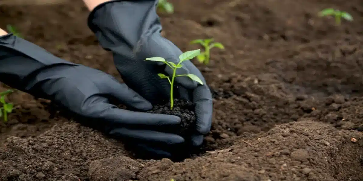 Como cultivar um jardim biológico como um profissional