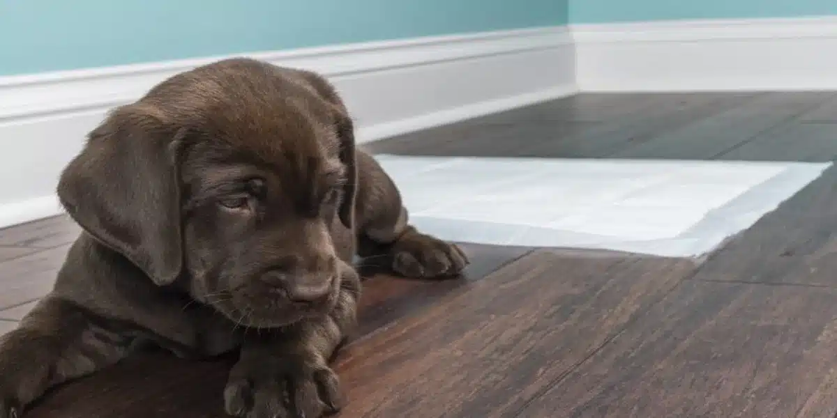 Como brincar com um cão em um apartamento