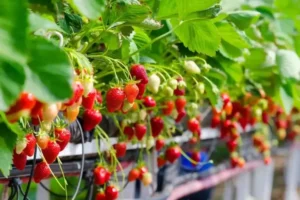 Cultivando Morangos em Casa: Um Guia Passo a Passo para Colher Frutas Frescas e Saborosas! nota 10