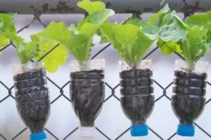 Ideias Fáceis para Cultivar Alface: Do Solo à Sua Mesa