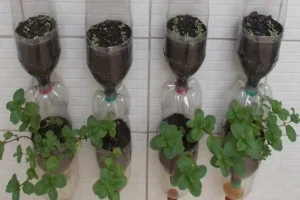 12 Motivos Irresistíveis para Cultivar Hortelã em sua Casa