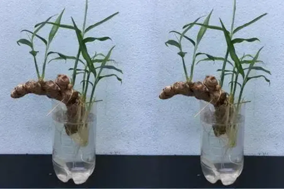 Cultivo de Gengibre em Casa