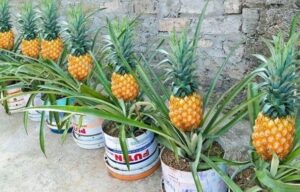 Como Cultivar Abacaxi em Vaso