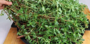 Essa Planta é Mais Gostosa Que Carne! 8 motivos para mantê-lo no seu jardim…