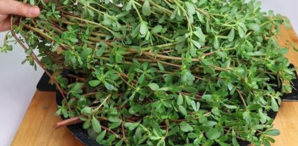 Esta planta e mais saborosa que a carne