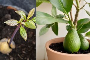 Como Cultivar Abacate em Casa