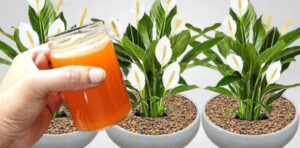 Lírio da paz, só com este ingrediente vai florescer por muitos anos seguidos