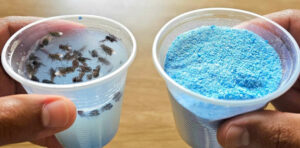 Não vai sobrar uma mosca! Armadilha simples para capturar insetos!