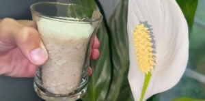 Lírio da paz, com esse ingrediente fica exuberante para sempre! Detalhes no primeiro comentário