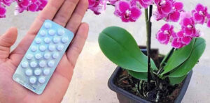 Apenas 1 comprimido é suficiente para fazê-la florescer por muito tempo: é assim que curo a orquídea !