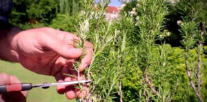 Multiplique o alecrim infinitamente em água: demora apenas alguns minutos!