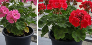Gerânio lindo e exuberante com este método natural: o meu segredo revelado!