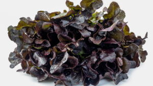 Como plantar Alface roxa e evitar pragas comuns