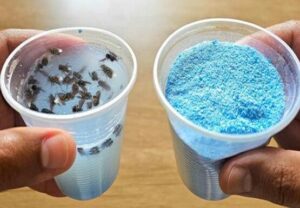 Não Vai Sobrar Uma Mosca! Armadilha Caseira Simples e Eficiente