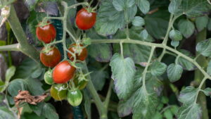 Passo a passo para plantar Tomate cereja no quintal