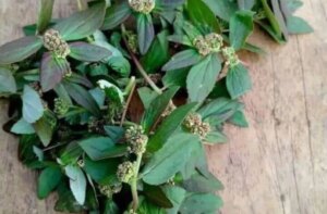 Descubra os Incríveis Benefícios da Hortelã e Transforme Sua Saúde com Receitas Deliciosas