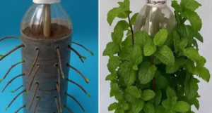 Truque Simples com Garrafa PET para Cultivar Hortelã o Ano Inteiro