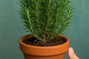 Alecrim no Vaso – Ver Receita