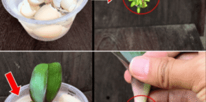 Muitas flores e raízes nas suas orquídeas se você fizer este procedimento uma vez por mês