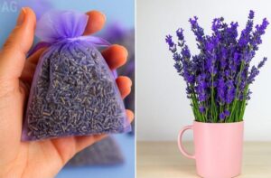 Um Guia Completo para um Oasis Aromático