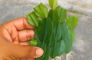 Seu Cacto Não Dá Flor? Descubra os Segredos para uma Florada Incrível!
