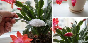 Uma colher deste ingrediente e as suas plantas explodirão de flores!