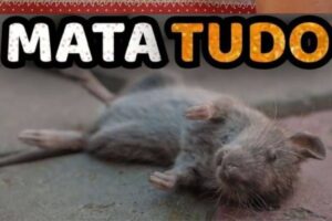 Como eliminar ratos e baratas com apenas 2 ingredientes