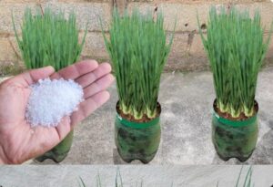 Como Fazer a Cebolinha Explodir de Tanto Crescer e Engrossar o Ano Todo!