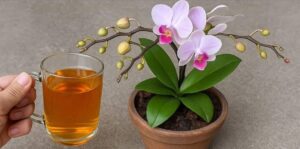 Nunca mais perca uma orquídea: Apenas uma xícara é suficiente para salvar a planta!
