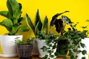 10 Plantas Fáceis de Cuidar Para Quem Não Tem Tempo