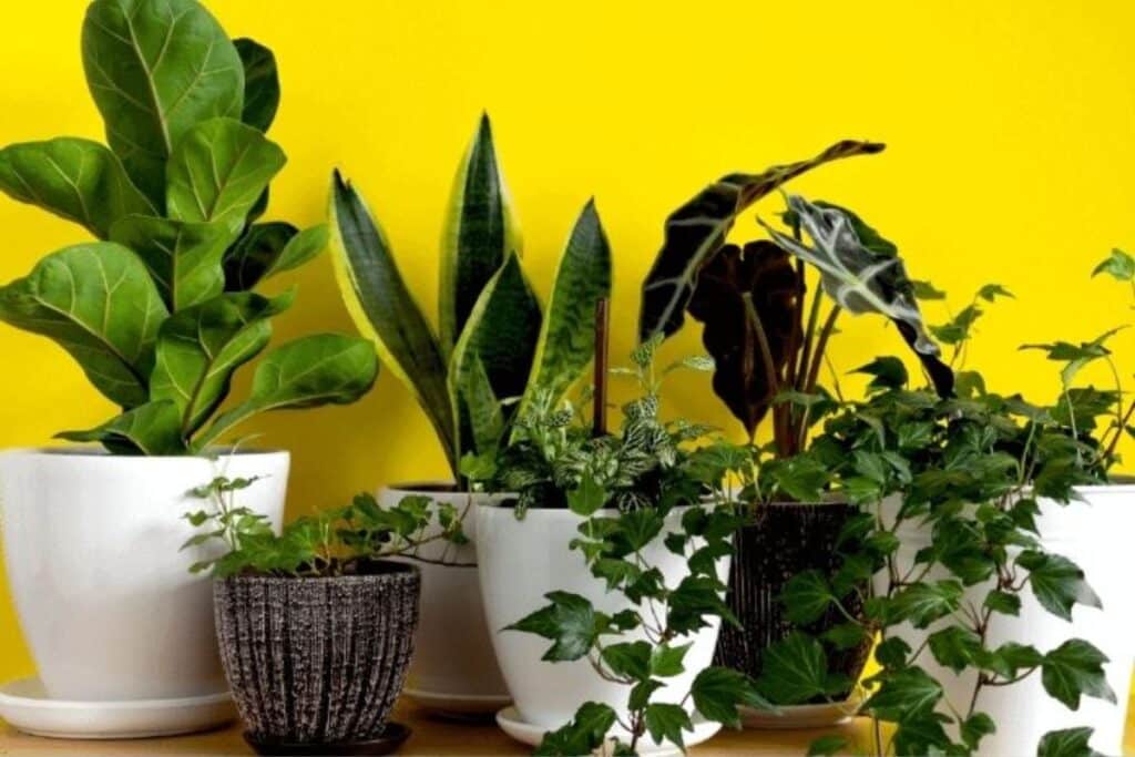 10 Plantas Faceis de Cuidar Para Quem Nao Tem Tempo 1024x683 2