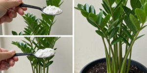 Qualquer planta de interior florescerá sem parar com este adubo natural