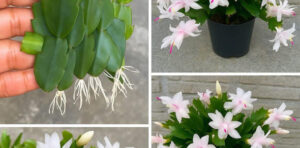 Seu cacto não dá flor? Vou te contar uma segredo para uma floração espetacular (e natural!)