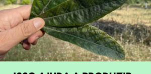 Esta folha ajuda a produzir insulina, limpar os rins, eliminar o ácido úrico e regular a pressão arterial