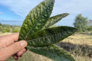 Folha para ajudar a produzir insulina, limpar os rins, eliminar ácido úrico e regular a pressão arterial