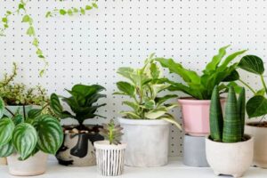 Plantas que Purificam o Ar: Deixe Sua Casa Mais Saudável com Soluções Naturais e Econômicas