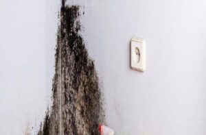 remova o mofo das paredes para sempre!