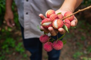 Passo a passo de como plantar lichia e manter a planta saudável
