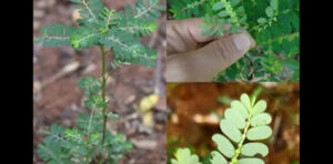 É uma das plantas mais milagrosas do mundo, mas a maioria das pessoas não conhece. Seu nome e como usar corretamente no primeiro comentário