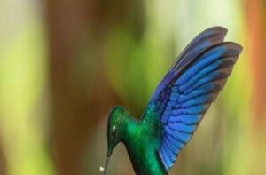 Isso é o que significa quando um beija-flor aparece na sua casa: Um Guia Completo