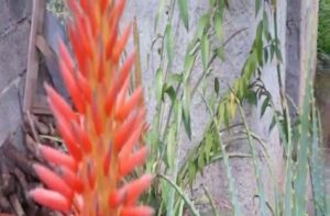 A Rara e Significativa Floração da Babosa: Um Guia Completo