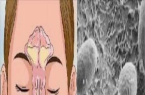 A Surpreendente Conexão com Seu Intestino