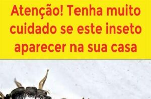 Tenha Muito Cuidado Se Este Inseto Aparecer Em Sua Casa! Conheça o Peixinho-de-Prata
