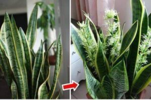 Mistura para Florescer Sem Parar