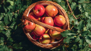 Como plantar maçã e garantir colheita farta no quintal