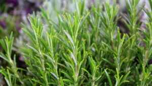 Truques fáceis para plantar alecrim e colher no ponto certo