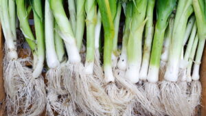 Guia rápido de como plantar alho-poró e colher sem complicação