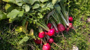Como plantar beterraba e colher em até 90 dias